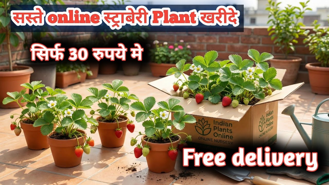 Online सस्ते Strawberry Plant खरीदे 🍓 | सच में अच्छे हैं या नहीं?