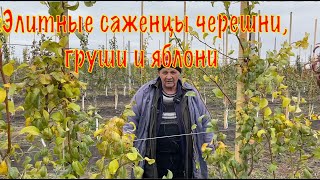 Элитные саженцы черешни , груши и яблони из плодопитомника Маценко посаженные по методам UFO , KGB