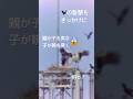 コウノトリの親子喧嘩?子にも戦えと言っている?