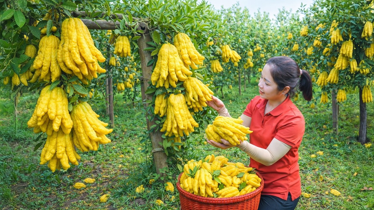 Harvesting 1000 + Kg Iarge Buddha's Hand Fruit To Sell At Market | Tieu Ca Free Bushcraft