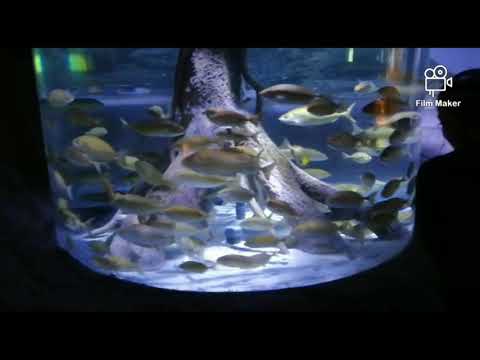Dubai aquarium fish