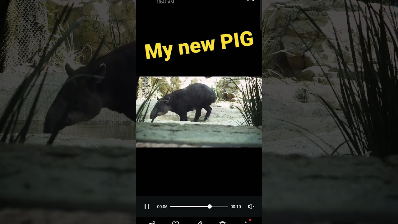 What kind of PIG is this❓❓❓🐖🐖🐖