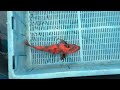7-2-15 - 14-16” Kin Hi Utsuri Koi