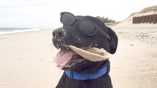 Hilarious Dogs Explore The Beach For The First Time ★ Funny Dogs Video