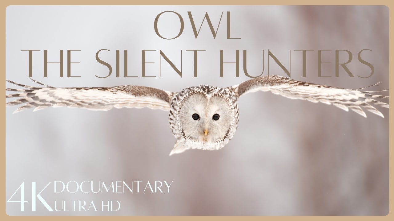 Owls: Silent Hunter - Facts and Science - 4K Wildlife documentary 2024