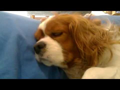 cavalier king charles snoring