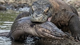 Dinosaur Swallows Monster Eel In River