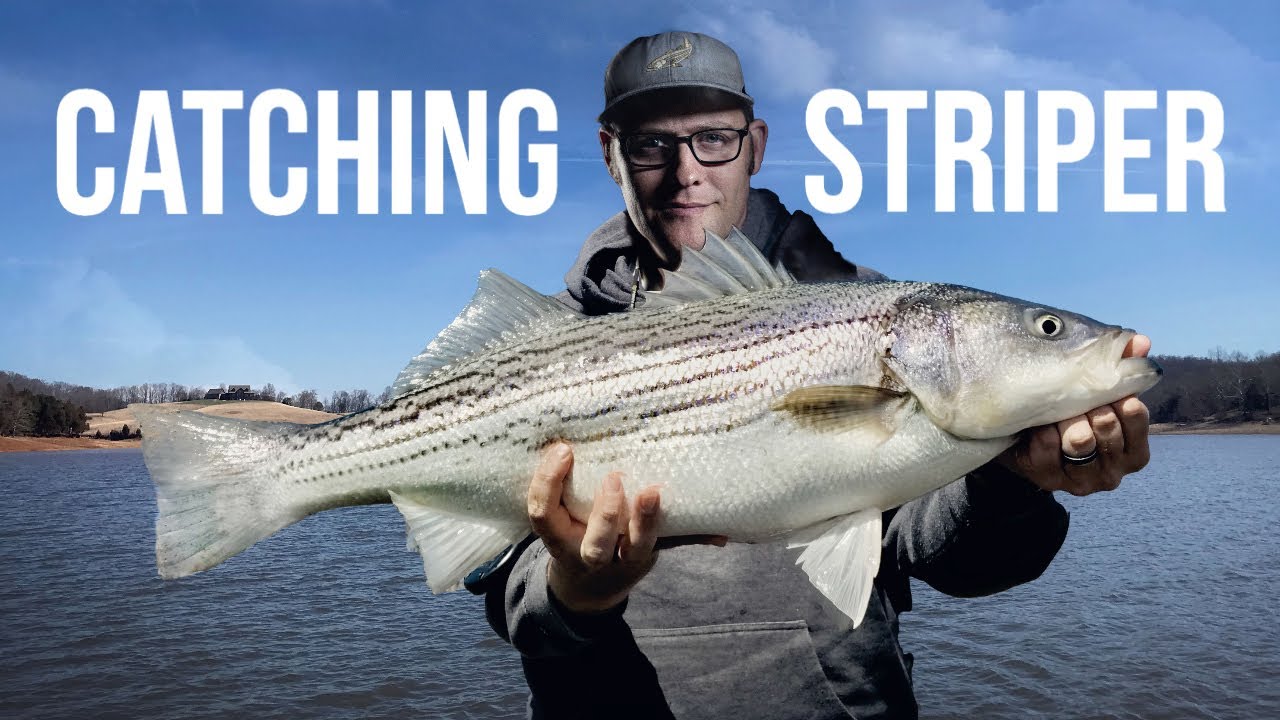 Striped bass fishing from start to finish (Boone Lake, Tn.) 