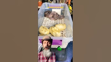 All of the babies are out! #molinarosnakelab #viralvideos #pythons #snakeeggs #babysnakeahatching