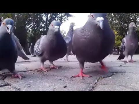 Video: Vityuten golob. Divji golob Lesni golob: Opis