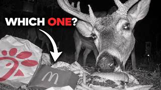 I Fed Deer Fast Food to See Which They Liked Best