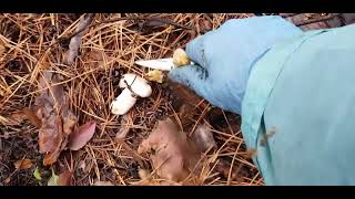 видео: И опять охота🍄🍂 картинка: И опять охота🍄🍂