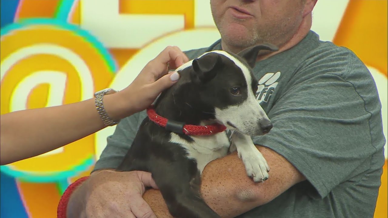 National Dog Day - YouTube
