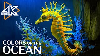 The Ocean 4K - Sea Animals for Relaxation, Beautiful Coral Reef Fish in Aquarium #16
