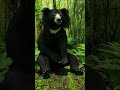 Sloth Bear 3D model Animated V2 video