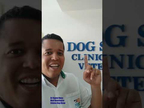 Vídeo: Anormalidade Do Eixo Uretral Em Cães