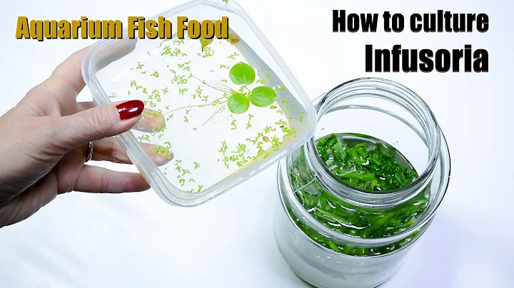 How to culture infusoria - aquarium fish food - DayDayNews