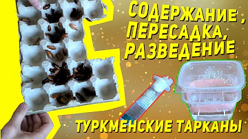 Всё про туркменских тараканов