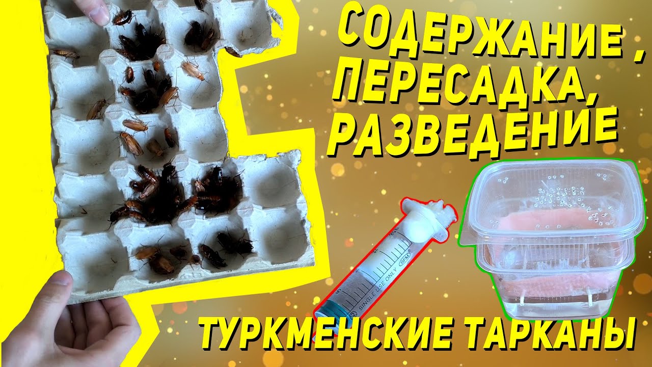 Всё про туркменских тараканов - YouTube