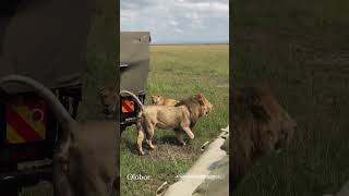 Black Rock boy Olobar dating a lioness.