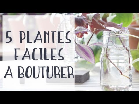 Vidéo: Qu'est-ce qu'une plante de ténia : informations sur la culture des plantes de ténia