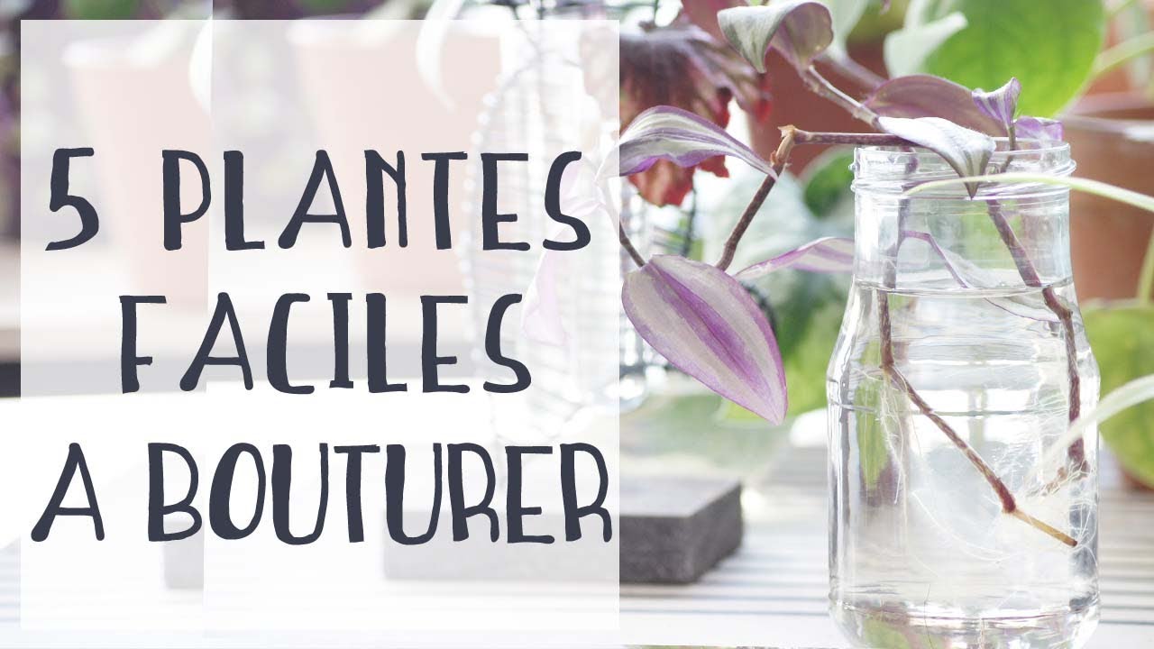 🌿 5 plantes faciles à bouturer