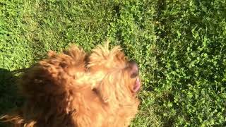 Lucy | Goldendoodle | Week 2 Off Leash Work by Kentucky Dog Training 44 views 3 years ago 2 minutes, 25 seconds