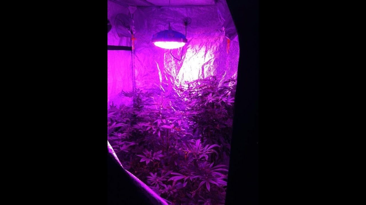 Stunning 90w/ 140w UFO LED grow lamps for indoor planting, 3 yrs full warranty