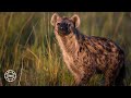 Lone Hyena at Roho ya Selous | 360° Virtual Tour