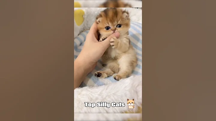 Video 11296891: cat reaction kittens, cat kitten playing, best cat kitten, kitten playing adorable, kitten smile, kitten cute funny