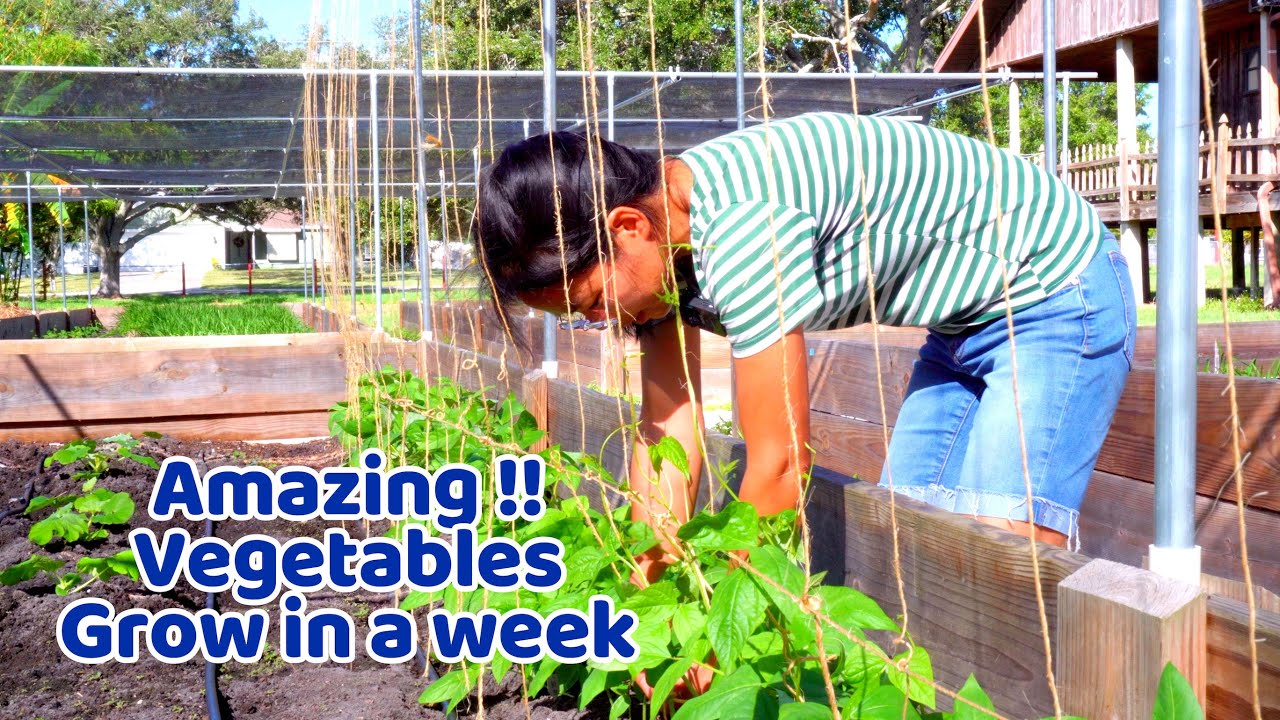 Vegetables grow super fast in a week, what is the magic? YouTube