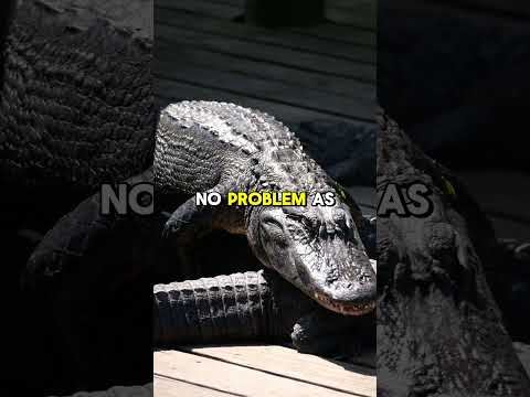 This Predator Can