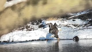 RAW: Iowa DNR video shows bald eagle defending its fishing spot