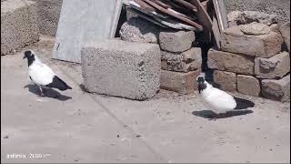 Black Nun Zero Kaali Chiks Pair For Sell. Active Home Breed Chiks Pair. Nd Lasota Vaccinated. .