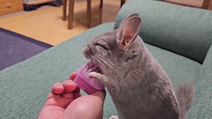 The Chinchilla is Hairy, Lairy, and its Situation Scary