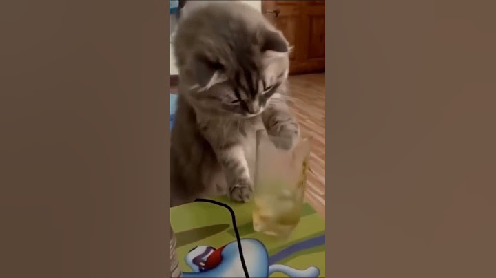 Cute cat breaks the glass😂 *CUTE* #shorts