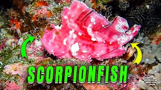 Leaf Scorpionfish Filmed by a Diver Up-Close
