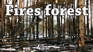 Forest of after fires drone | les po požáru a kůrovcová kalamita, Pohořany 2022 (Olomouc)