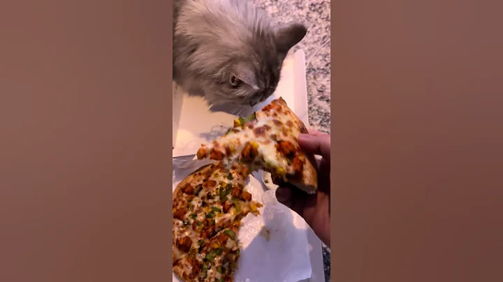 Video 11824331: mainecoon cat