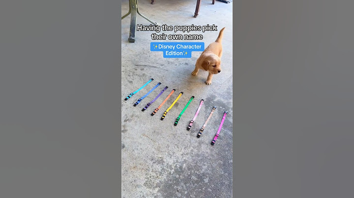 Meet the puppies 🐾 #goldenretriever #puppy #goldenretrieverpuppy #doglover #explorepage