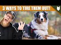 3 Tips To Tire Out Your AUSTRALIAN SHEPHERD Puppy の動画、YouTube動画。