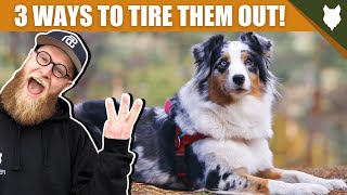 3 Tips To Tire Out Your AUSTRALIAN SHEPHERD Puppy