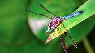Original 4K Video: Dragonflies and Damselflies, Hunters of the Blue Ridge Mountains: Vol 1