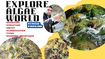 General Characteristics of Algae | Plant Kingdom | Info Biodiversity