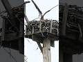 OSPREY DAD PLACES A STICK HE BROUGHT FOR THE NEST AT ST. PAT'S PARK. MAY 22, 2026•7:15 PM
