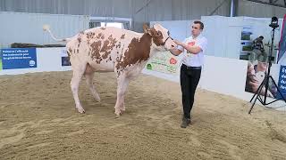 Concours Prim'Holstein Adulte