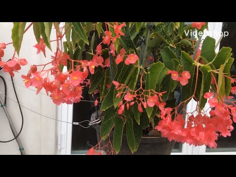 Video: Aple maple abutilon trong nhà: chăm sóc tại nhà