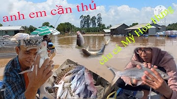 Anh em cần thủ câu cá Cóc sông Mỹ Hòa Hưng,An Giang|Cao Đỏ Vlog
