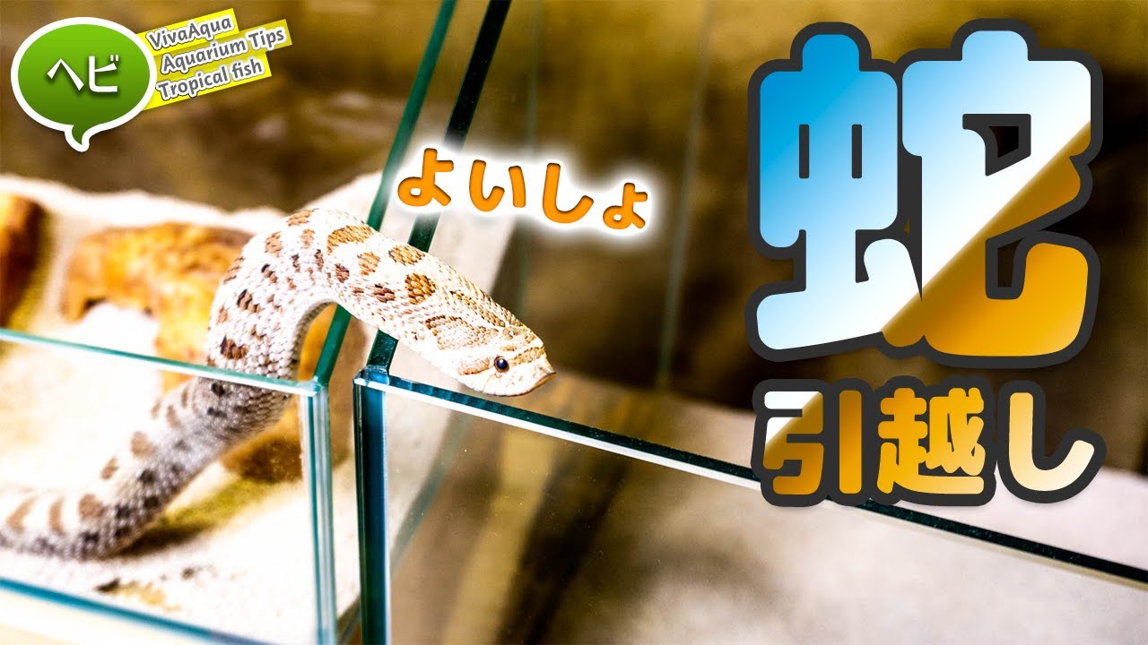 セイブシシバナヘビのお引越し。大きなケージへ入れ替えました #ヘビ 【ビバアクア】