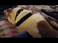 Service dog tasks - Deep pressure therapy Service dog tasks - Deep pressure therapy